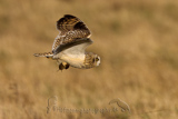   Short-eared Owl (Asio flammeus flammeus)